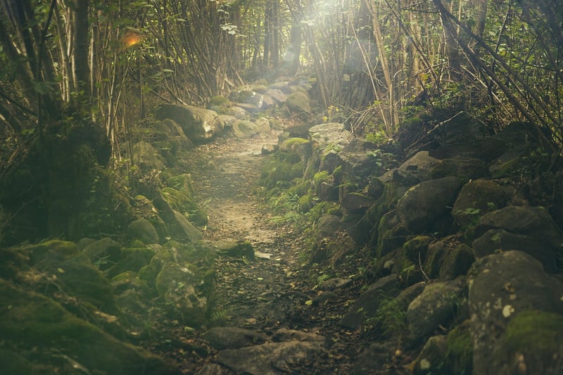 Enchanted Forest